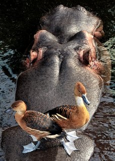 Ein Nilpferd schaut aus dem Wasser heraus. Direkt vor seiner Schnauze sitzen zwei braune Enten auf einem Holzstamm.