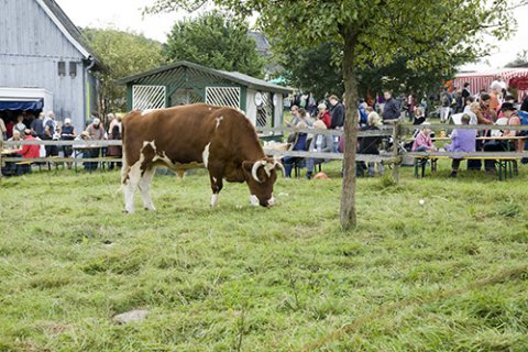 Während Besucherinnen und Besucher an Tischen picknicken, steht eine große Kuh in kleiner Distanz zu ihnen und grast.