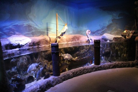 Ein Aquarium entlang einer gebogenen Wand, darin ein Model eines Schiffswracks. 
