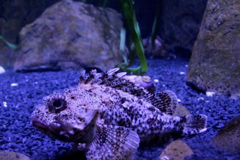 Ein kleiner Fisch am Boden eines Aquariums. 