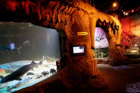 Ein warm beleuchtender Felsen-Gang mit Aquarium, darin schwimmt ein Hai. Auf einem Wegweiser steht "Rundgang".