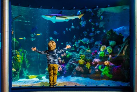 Rückansicht eines Jungen, der mit ausgebreiteten Armen direkt vor der Scheibe eines großen Aquariums steht und einen Hai sowie bunte Korallen bestaunt. 