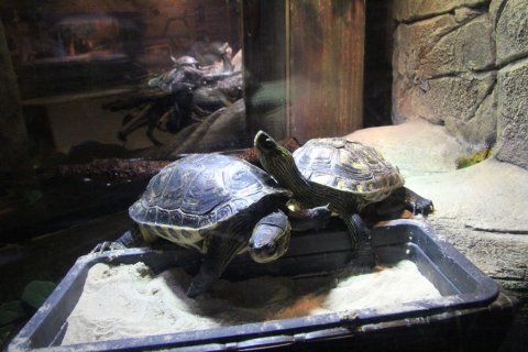 Zwei kleine Schildkröten.