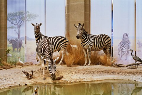 Drei ausgestopfte Zebras im Themenbereich "Savanne". Ein Zebra trinkt an einer Wasserstelle.