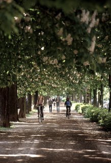 Durch eine dichte Allee von weiß-blühenden Kastanienbäumen fahren Menschen Fahrrad oder gehen spazieren.