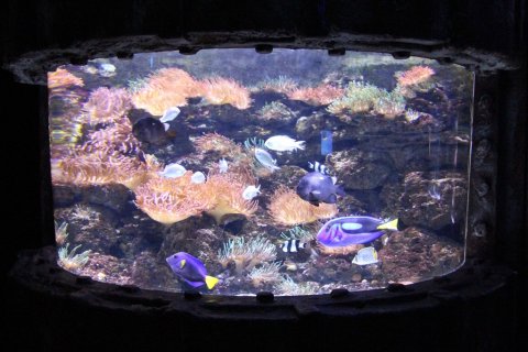 Ein Aquarium mit vielen Doktorfischen und Korallen.