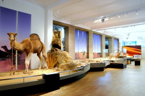 Ein Gang im Themenbereich "Wüste": Links ein großes, ausgestopftes Dromedar, im Hintergrund eine ausgestopfte Säbelantilope mit charakteristischen langen und stark gebogenen Hörnern.